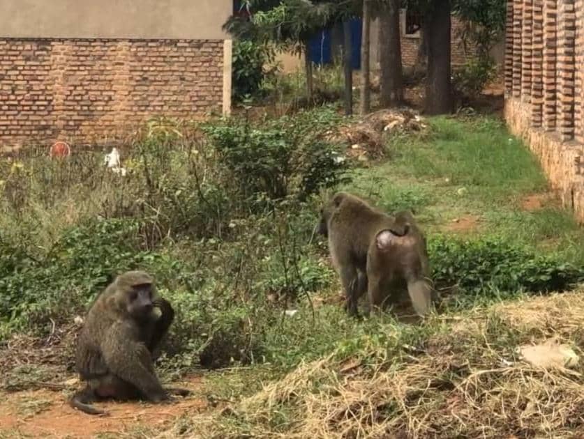 Nyagatare : Les babouins en danger, les habitants confrontés aux animaux dépossédés de leur habitat